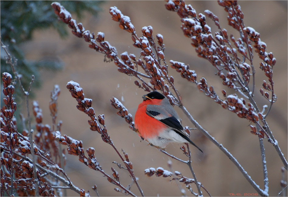 photo "Winter etude" tags: nature, landscape, 