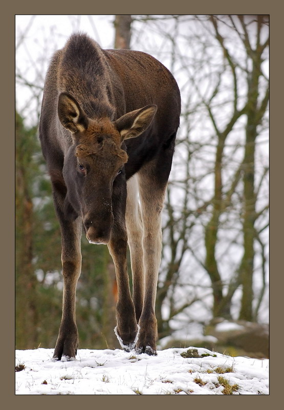 photo "***" tags: nature, travel, Europe, wild animals