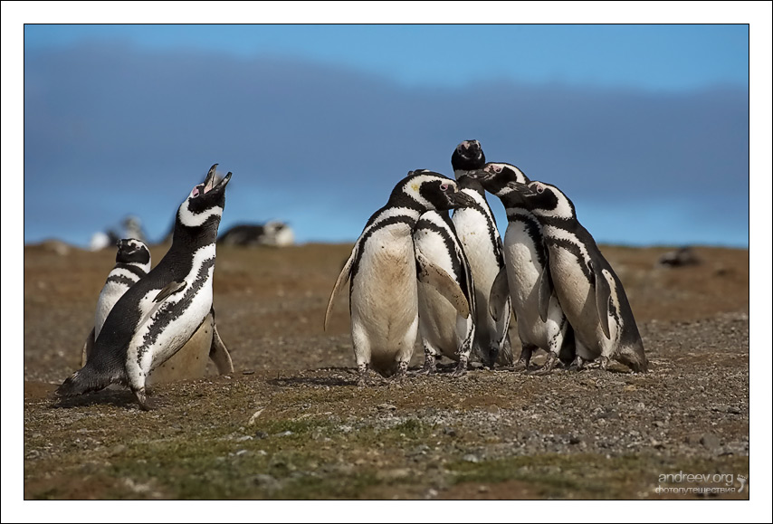 photo "Soloist and Chorus" tags: nature, travel, South America, wild animals