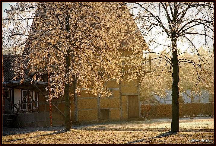 photo "sunny winter day" tags: landscape, nature, flowers, winter