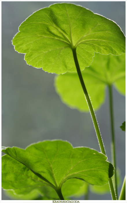 photo "Good mood." tags: nature, flowers