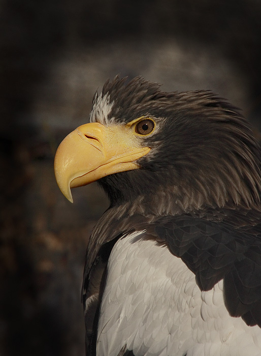 photo "King's half face" tags: nature, wild animals