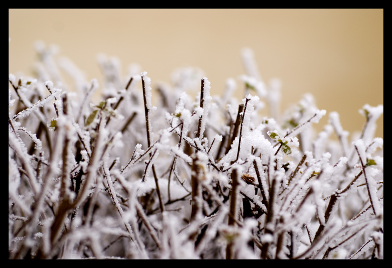 фото "Frosen" метки: макро и крупный план, 