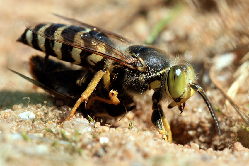 photo "***" tags: macro and close-up, nature, insect