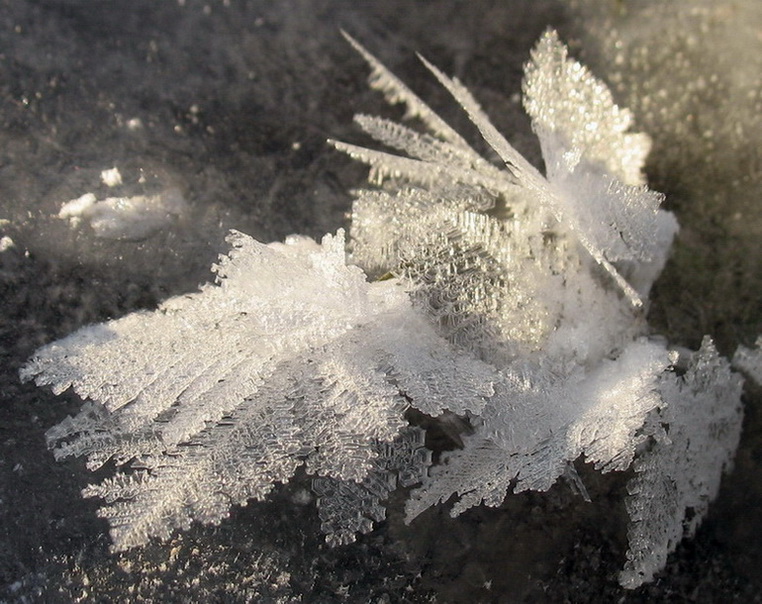 фото "SnowDrawing" метки: макро и крупный план, 