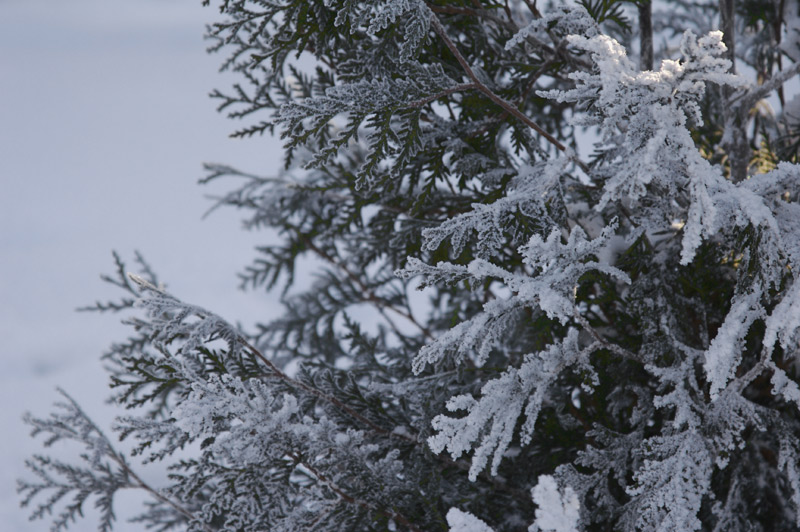 photo "frozen lace" tags: nature, flowers