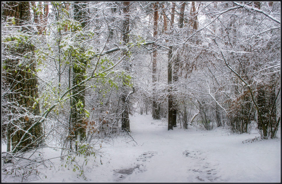 photo "First snow" tags: landscape, forest, winter