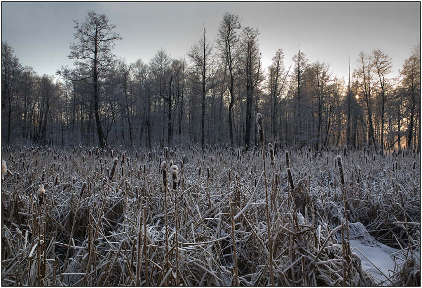 photo "Winter bog" tags: landscape, winter