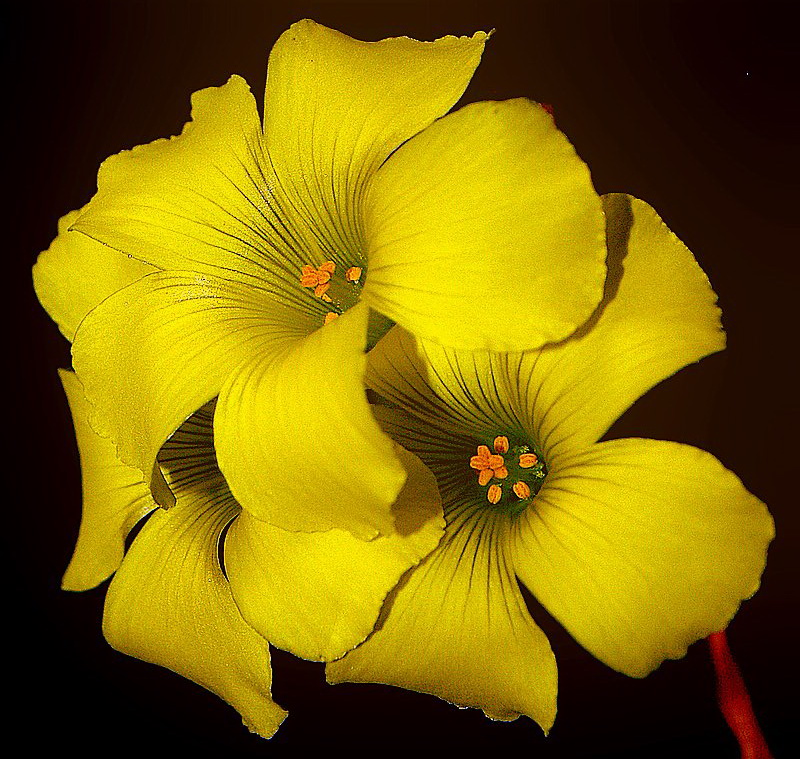 фото "The Golden Flower" метки: природа, цветы