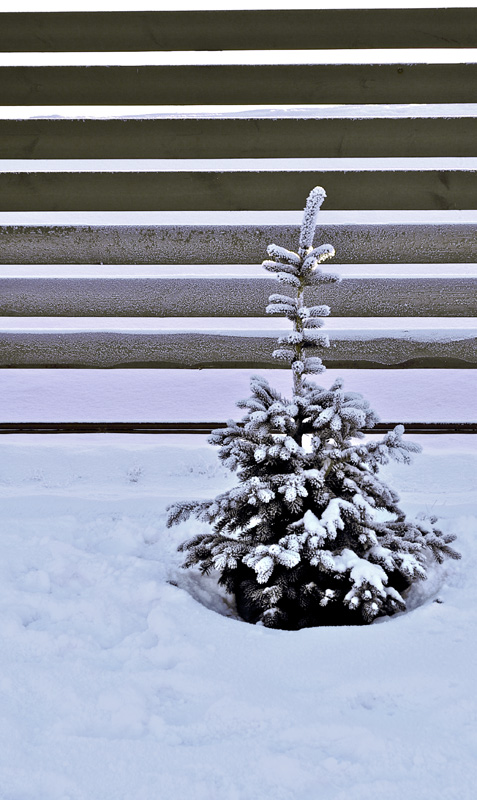 photo "Little fir at cold winter" tags: nature, flowers