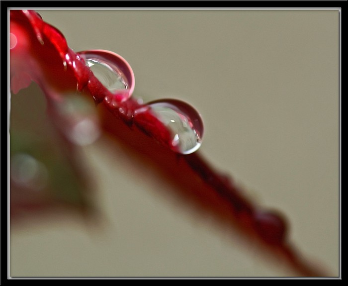 photo "Rain Drops" tags: nature, macro and close-up, flowers