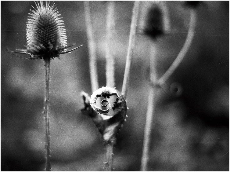 photo "@" tags: nature, black&white, flowers