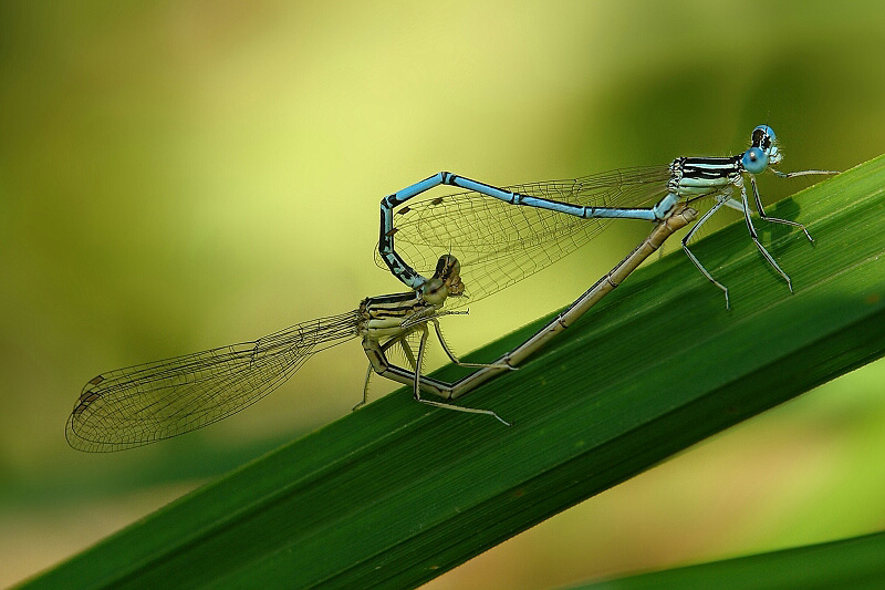 photo "***" tags: macro and close-up, 