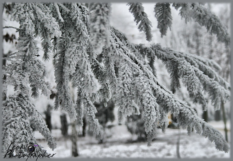 фото "еловая веточка" метки: пейзаж, зима