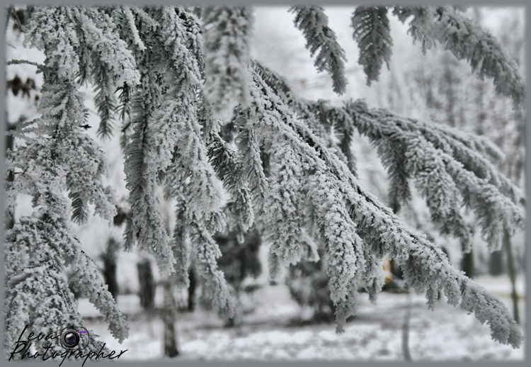 photo "***" tags: landscape, winter