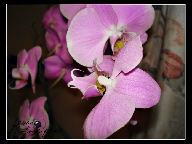 photo "orchid" tags: nature, flowers