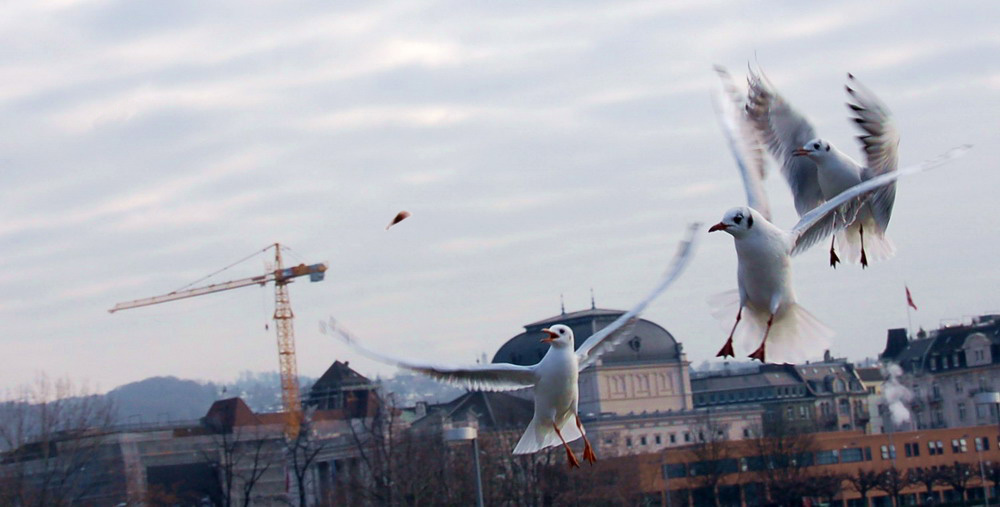 фото "Конкуренты" метки: природа, жанр, 