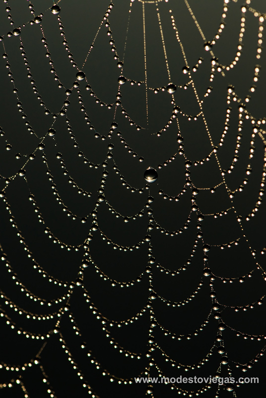 фото "water necklace" метки: пейзаж, природа, вода, насекомое