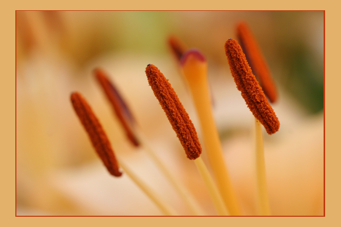 photo "* * *" tags: nature, macro and close-up, flowers