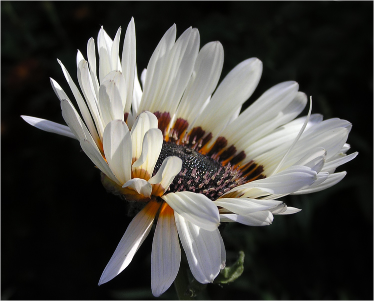 photo "Venidium" tags: nature, macro and close-up, flowers