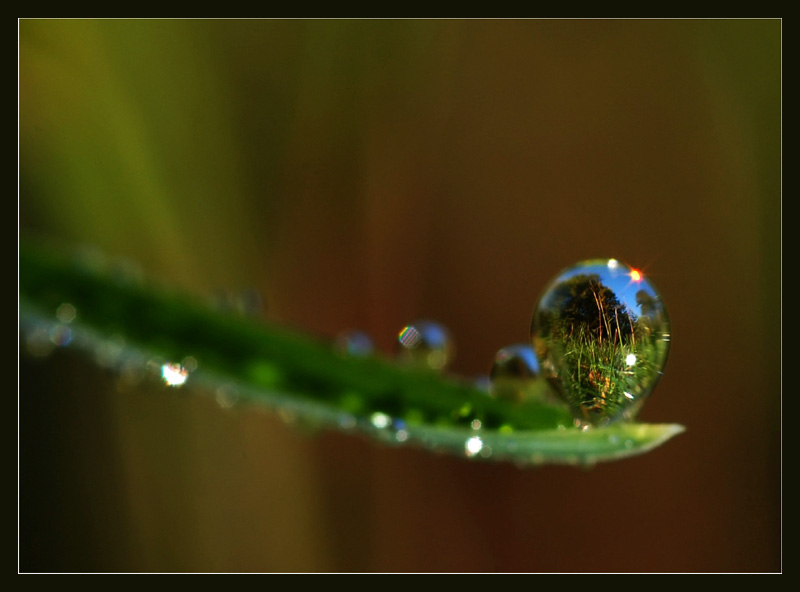 photo "impossible pearl" tags: macro and close-up, 