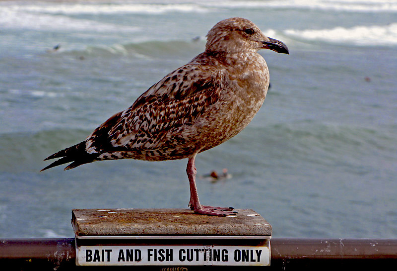 photo "Sea Gull" tags: landscape, water