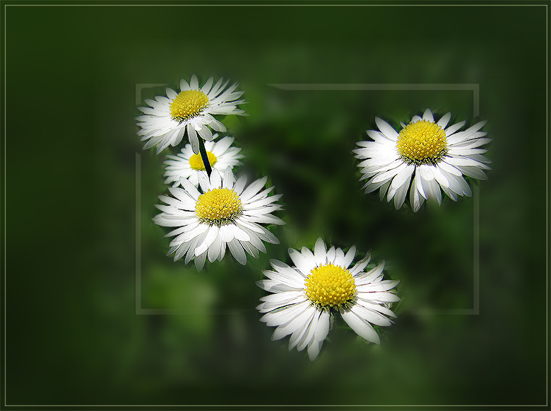 photo "Daisies" tags: nature, macro and close-up, flowers