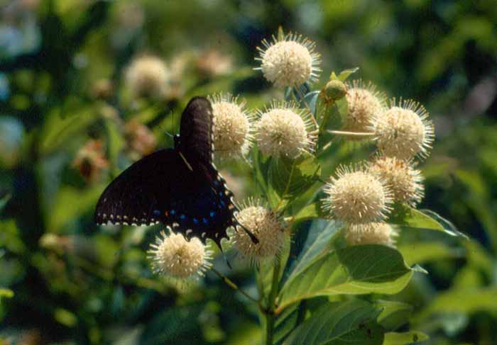 photo "Butterfly in summer" tags: nature, flowers, insect