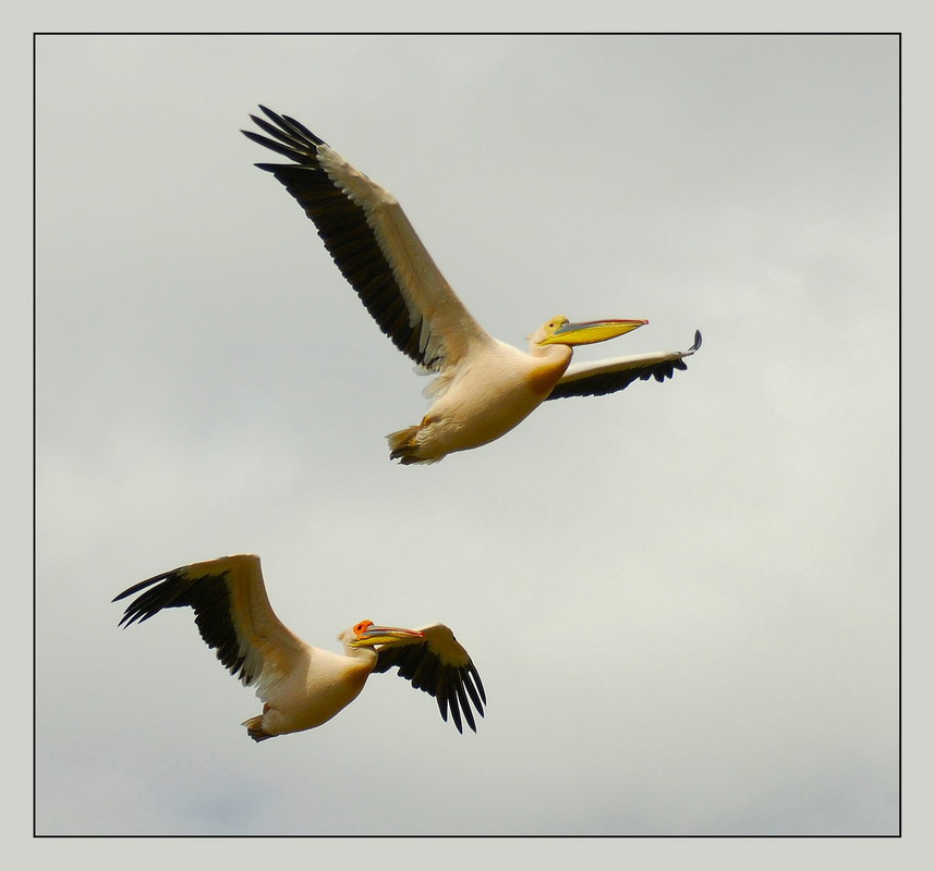 фото "Couple" метки: природа, путешествия, Африка, дикие животные