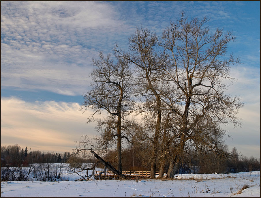 photo "Simple view with old trees." tags: landscape, winter