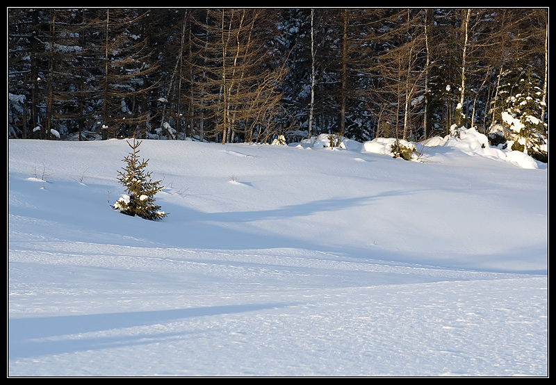 photo "***" tags: landscape, forest, winter