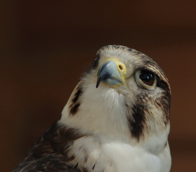 photo "I would depart to the sky..." tags: nature, wild animals