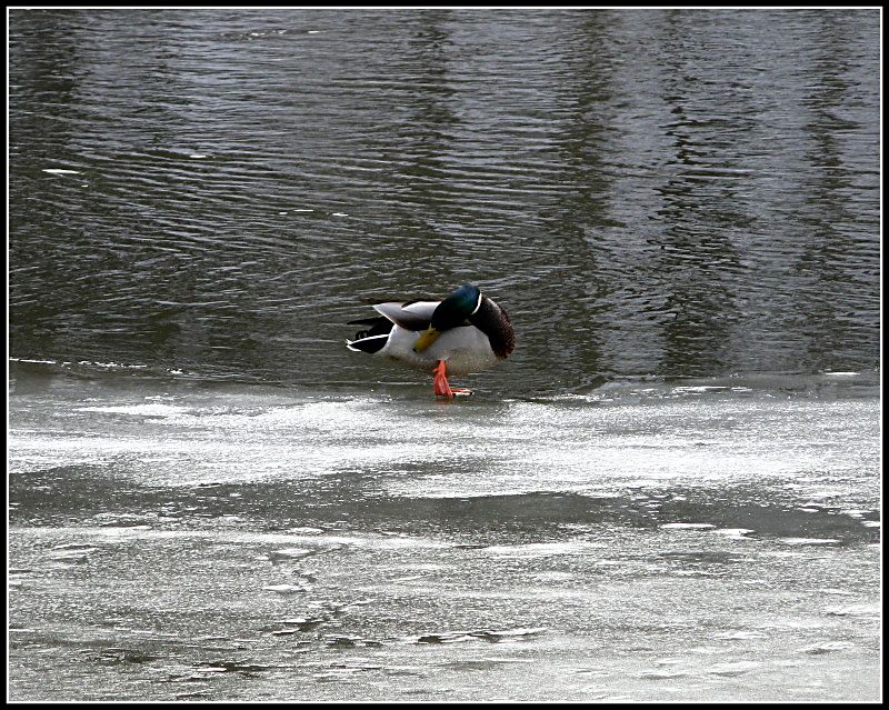 photo "***" tags: landscape, nature, water, wild animals