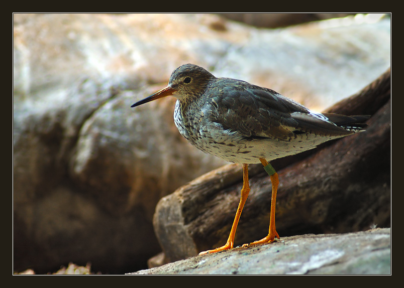 фото "Куличек" метки: природа, 