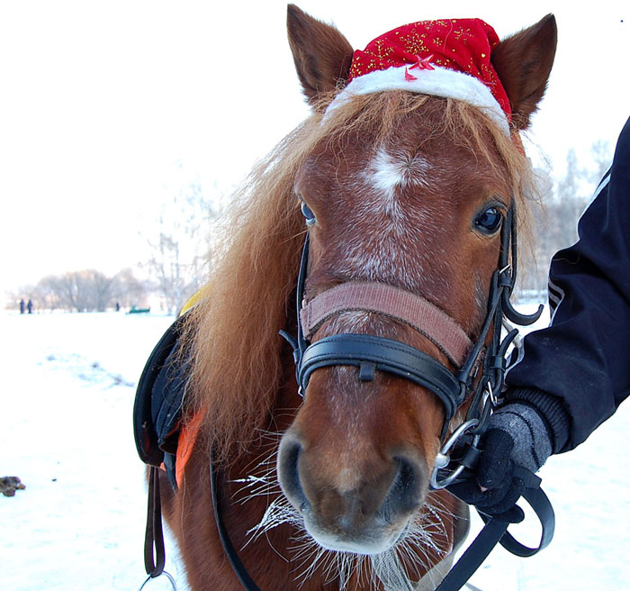 photo "***" tags: nature, pets/farm animals