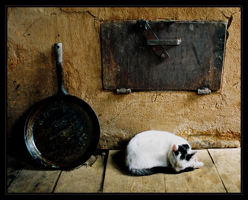 фото "After dinner" метки: натюрморт, природа, домашние животные