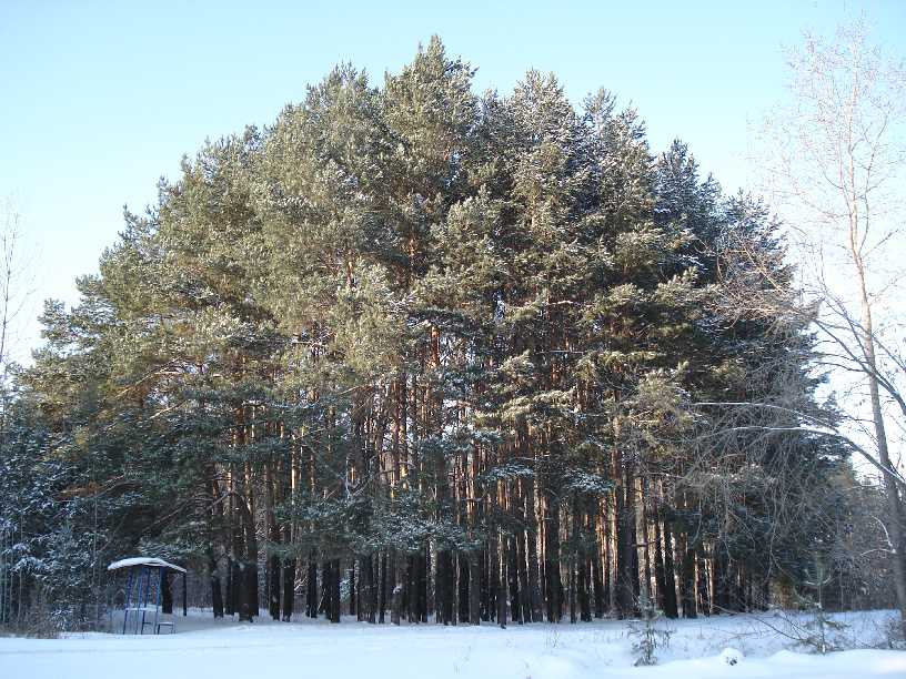 photo ""Winter scenery"" tags: landscape, forest, winter