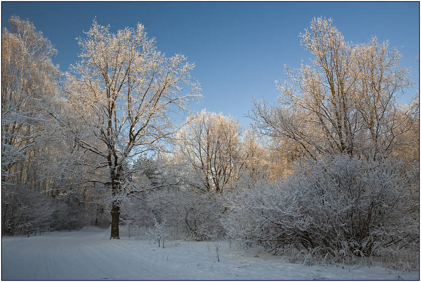 фото "Освещенные" метки: пейзаж, зима, лес