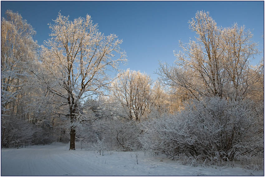 photo "Lighted" tags: landscape, forest, winter