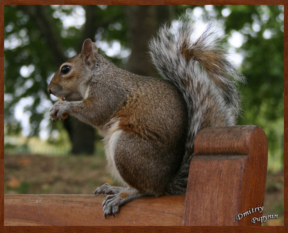 фото "Squirrel" метки: портрет, природа, дикие животные