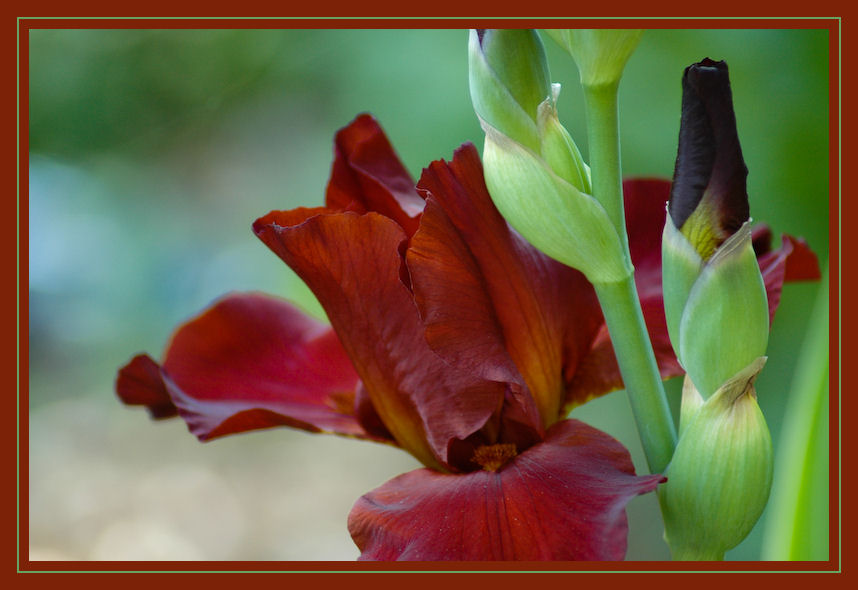 photo "Seeing  Red" tags: nature, macro and close-up, flowers