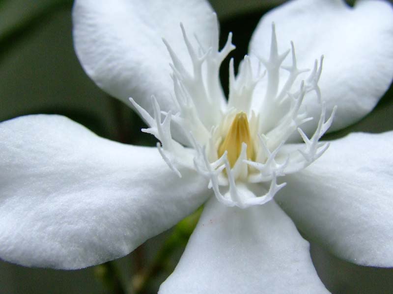 photo "Raise hands" tags: nature, flowers