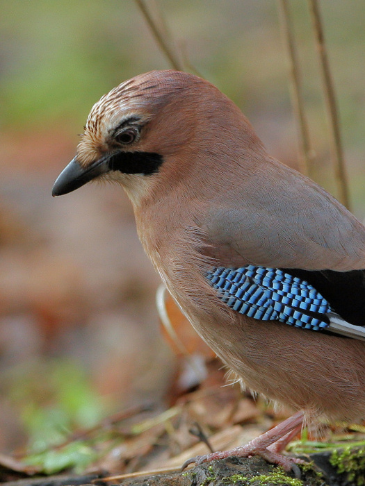 фото "Garrulus glandarius" метки: природа, дикие животные