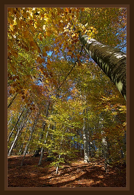 photo "***" tags: landscape, autumn, forest