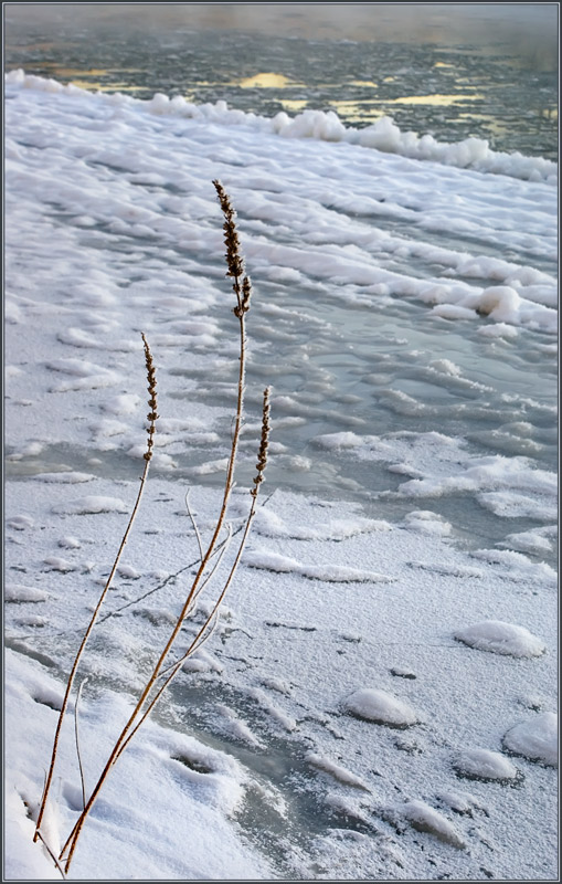 photo "Persistence" tags: landscape, misc., winter