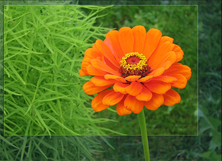 photo "Orange" tags: nature, macro and close-up, flowers