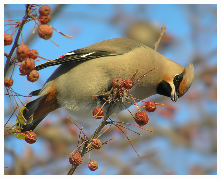 photo "What camera?" tags: nature, wild animals