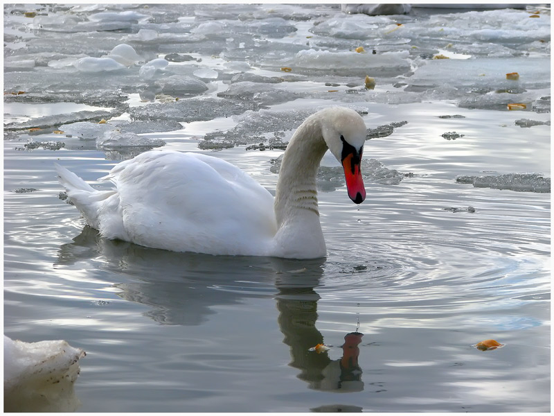 фото "Одиночество" метки: пейзаж, вода, зима