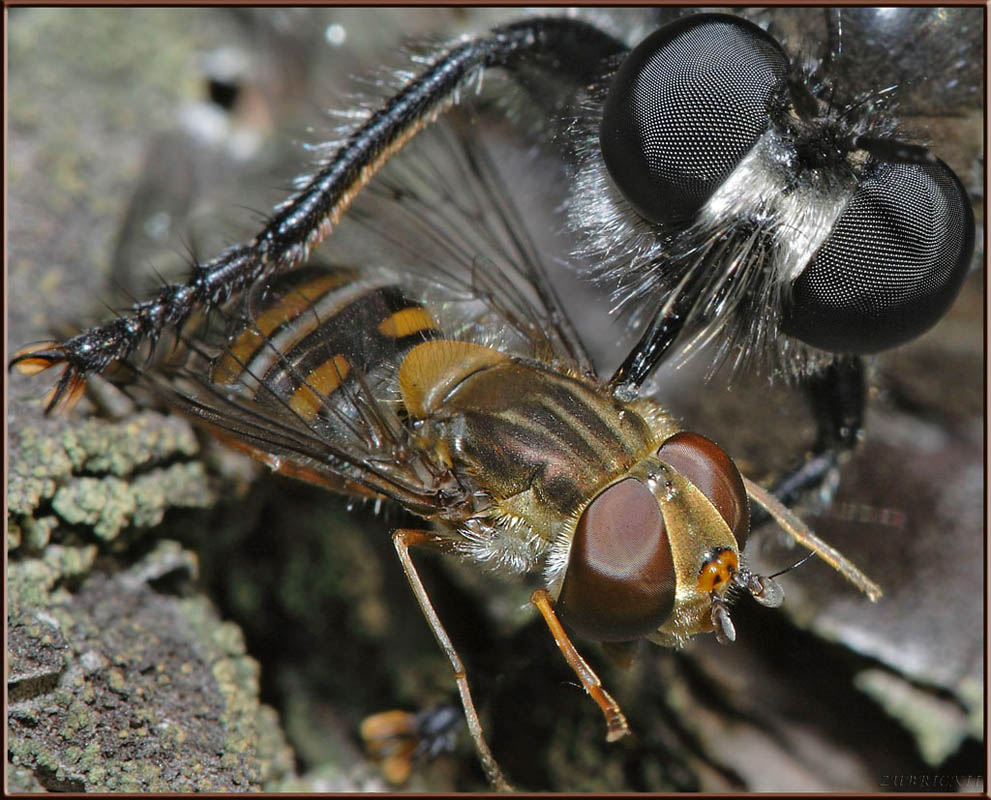 photo "Hunter and victim" tags: macro and close-up, 