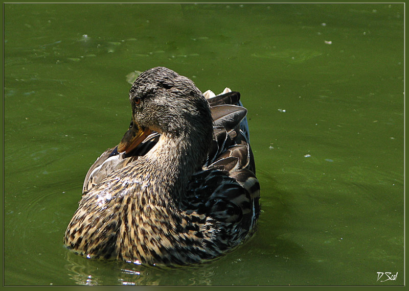 photo "***" tags: nature, genre, pets/farm animals